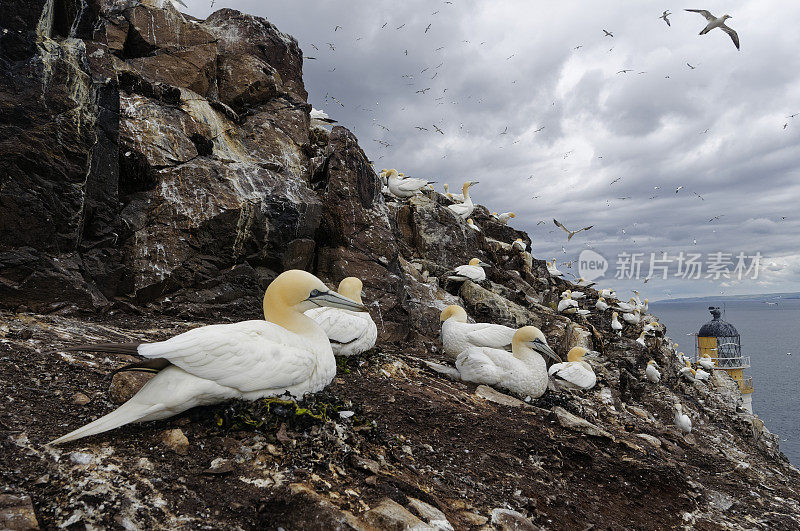 北方塘鹅的殖民地(Morus bassanus)